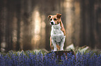 Terrier-Mongrel