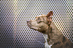 Staffordshire-Terrier-Mongrel