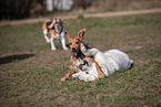 3 dogs