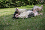 GermanSheeppoodle-Mongrel