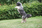 GermanSheeppoodle-Mongrel