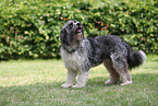 GermanSheeppoodle-Mongrel