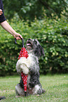 GermanSheeppoodle-Mongrel