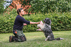 GermanSheeppoodle-Mongrel