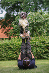 GermanSheeppoodle-Mongrel