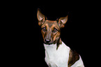 Jack-Russell-Terrier-Mongrel