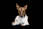Jack-Russell-Terrier-Mongrel