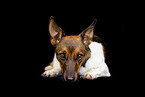 Jack-Russell-Terrier-Mongrel