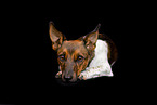 Jack-Russell-Terrier-Mongrel