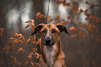 male mongrel