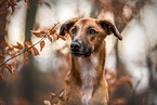 male mongrel