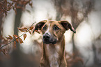 male mongrel