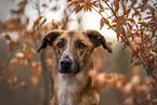 male mongrel