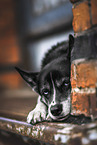 female Husky-Mongrel