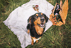 Appenzell-Mountain-Dog-Mongrel