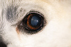 eye