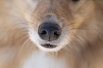 nose