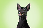 mongrel