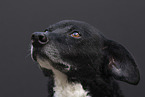 mongrel
