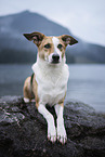 Podenco-Mongrel