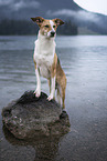 Podenco-Mongrel