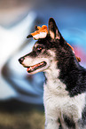 Husky-Mongrel