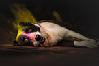 mongrel
