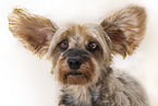 Dachshund-Yorkshire-Terrier