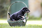 English-Pointer-Labrador-Retriever Puppy