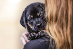 English-Pointer-Labrador-Retriever Puppy