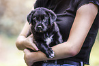 English-Pointer-Labrador-Retriever Puppy
