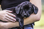 English-Pointer-Labrador-Retriever Puppy