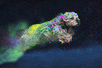 Dachshund-Yorkshire-Terrier