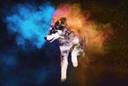 Husky-Mongrel