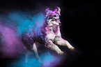 Husky-Mongrel