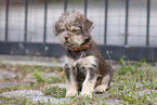 mongrel puppy