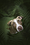 mongrel