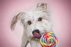 Bearded-Collie-Mongrel