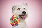 Bearded-Collie-Mongrel