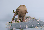 Sighthound-Mongrel