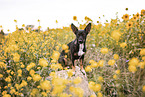 Terrier-Mongrel