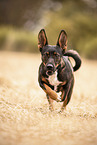 Terrier-Mongrel