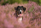 mongrel