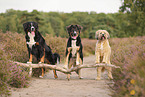 dogs