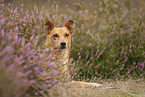 mongrel