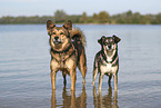 dogs