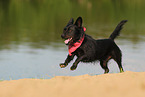 mongrel