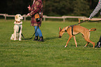 dogs