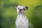 Bulldog-Mongrel