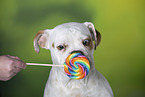 Bulldog-Mongrel